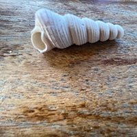 mini_erosditos002_002