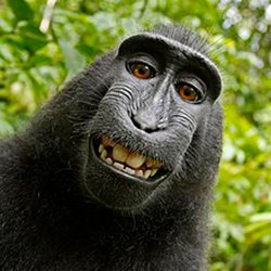 mini_Macaca_nigra_self-portrait_large